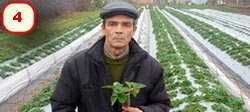 Strawberries in garden and greenhouse 4