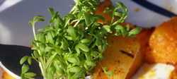 Microgreens