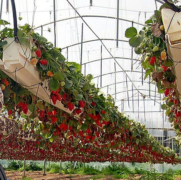 Container for growing strawberries